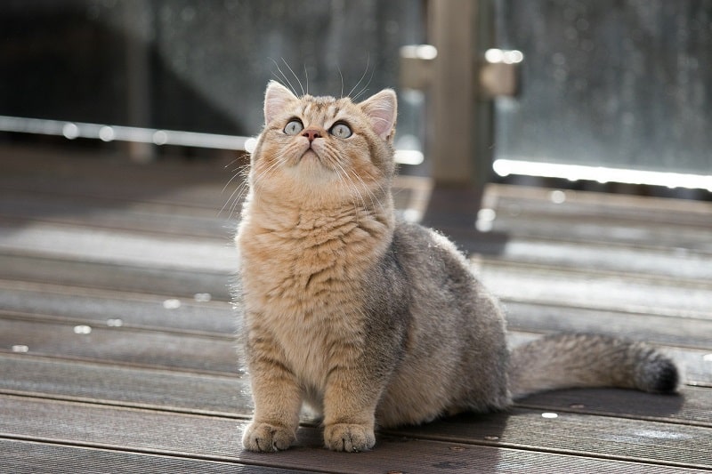 猫による車傷を防ぐ方法とは。傷つけられた場合の対処法も知ろう